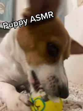 Puppy ASMR #ASMR #DogASMR #dogsoftiktok #sunnybearthorne #nomnom #nummy
