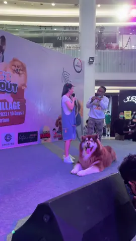 Seru dan heboh banget🤗🤗 thx to all fans of HONG🐺&LUNA🐺🙏🥰 c u next time👋 foll ig @lexygrayson #lexygrayson