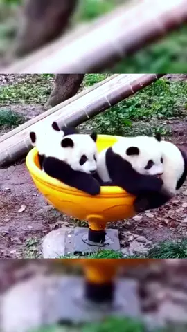 Play a different game.go merry-go-round#fyp #fypシ #pandas #animal #panda  Let’s get in tune🥰
