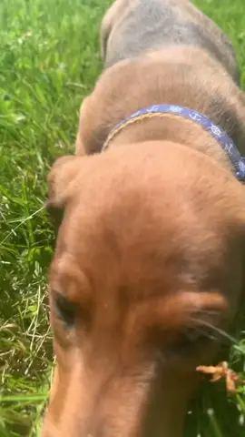 #greenscreenvideo #greenscreen more Wally content #dachshund #fyp