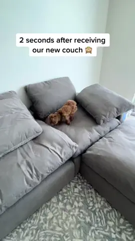 Safe to say Boots loves the new couch #bootsandmandy #dogmom #dogparent #livedogpack #newhome #homedecor #yallready #dog #dogcouch