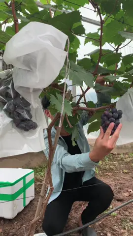 Thu hoạch nho part 1…