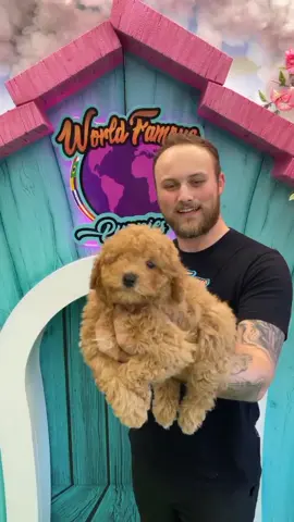 ##mami #puppylove #cavapoo #poodles #teacupyorkie #Providence #LittleRock
