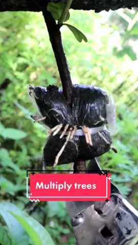 #gardening #grafting #multiplytrees#fyp #foryourpage