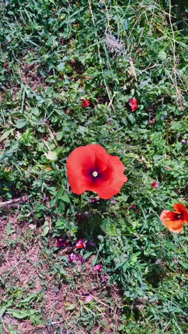 New exploration: Poppy flower. #invisibleworld #macro #zoom #Science #microscope #flower #satisfyingvideo