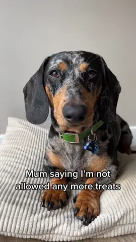 Sometimes mums don’t know best 🤫 #fyp #zyxcba #dogsoftiktok #sausagedog #miniaturedachshund