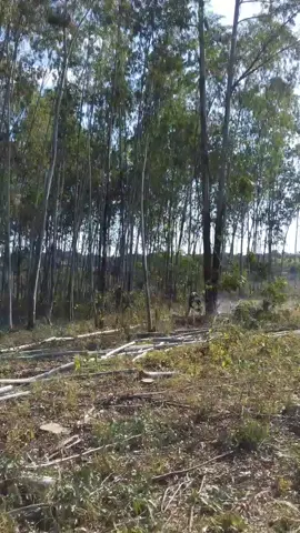 O Goiás bom