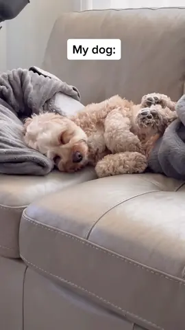 Living stress and rent free… #foryou #foryoupage #fyp