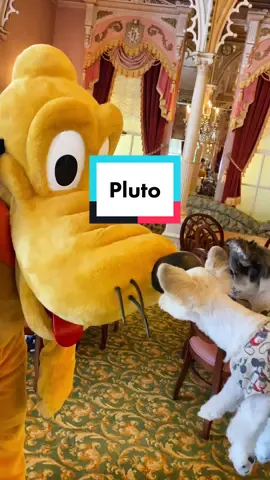 #dogsoftiktok #disney #disneytiktok #dogs #cute #cutenessoverload #fyp