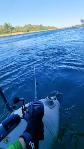 Aveces se ponen las cosas difíciles 40km🌬🔥😃 #fishing #wedkarstwo #pesca #siluro #sum #catfish #spinfishing #predatorfish #rivergishing #monsterfish
