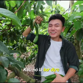 Khoai hái bơ ở Tây Nguyên. #khoailangthang #dulich #tiktoktravel #amthuc #LearnOnTikTok