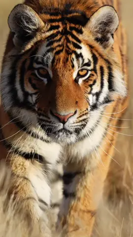 Would you stay, or would you run? A tiger on the move ❤️🐅 #safari #tiger #natgeo #nature #marlondutoit