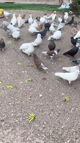 #baku #foryou #kavkaz #יוניםקווקזים #דניאל_יונה⚽️🕊 #יונה #סמים #сальто #acemi #güvercinler #salto #takla