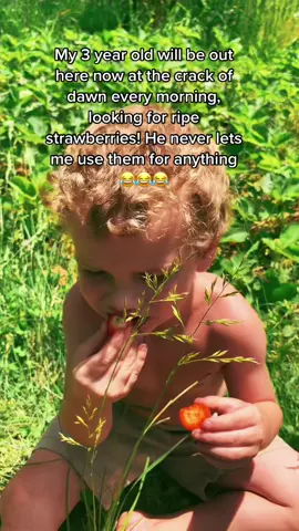 Anyone else have a garden thief LOL?? #strawberries #strawberrypatchkids #strawberrypatch #strawberryfields #strawberryfieldsforever #yummy #gardenthief #strawberrymonster #gardenmom #greenthumb #juicy #toddlersoftiktok #toddlermom #toddlermomlife #gardenmama #naturalmama #homeschoolmama #homeschoollife #goodmorning #goodvibes #goodvibesonly #wildandfree #wildchild #summervibes #blessed #organicstrawberries #fromseed #seedtotable