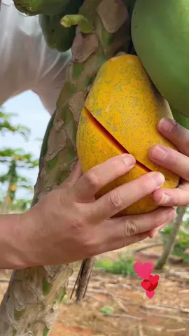 No one likes this fruit papaya? 🥰 #fruit #plants #rurallife #countryside #nature #satisfying #foryourpage #asmr