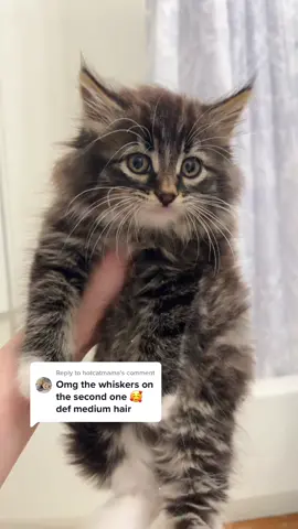 Reply to @hotcatmama domestic longhair FTW? #kittensoftiktok #catsoftiktok #cute #fluffy #fyp #fosterkittens