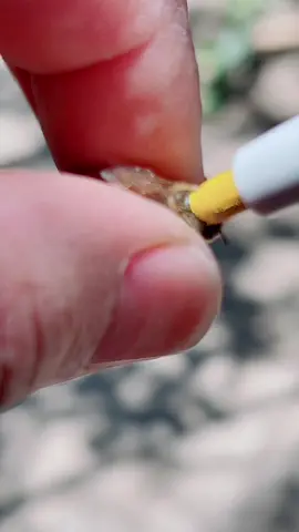 Así se marca una reina #answer #ozneri #tiktok #bees #ReadyForHell #bees #queenbee #savethebees #savehoneybees #naturaleza #reto #chalenge #saskatraz