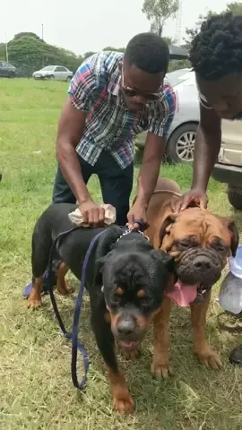 🔥🔥 #rottweiler #bullmastiff #canecorso #dogs #dog #dogsvideo #dogshow #dogbreeder #ghdogtv #ghdogblogger #ghanadogs #dogblogger #doggo #bigdogs #dogsoftiktok #dogsoftiktokviral