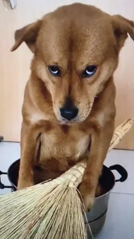 would you be my friend and play with me 🥺🥺#dog #cat #pet #foryou