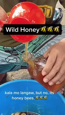 Wild honey!🍯🐝 affordable compared to honey sold in groceries.🙂 #bolinaopangasinan #wildhoney #purehoney #fyp #supportlocal #bolinao #foryoupage #bees