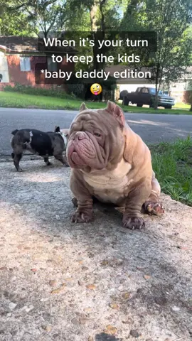 #MadewithKAContest #exoticbully
