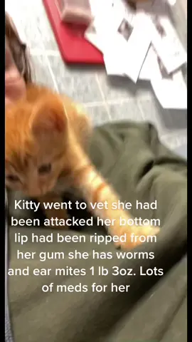 #stopanimalabuse #kittyisasurvivor #roughstarttolife #kittenrescue