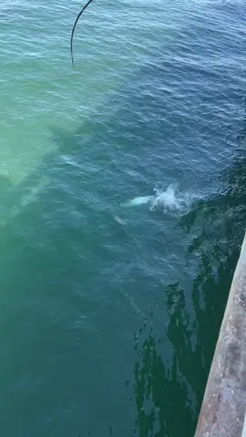 Tarpon tales 101 #skywaymisfits ##skywayfishing #fishingtime #fisherman #xyzbca #fyp #fishing #skywayfishingpier #fishtok #foryoupage #tarpon #fishingtiktoks #skywaybridge #shimano #talica25 #tarponfishing #tarpon