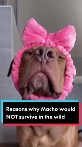 #dogs #dogsoftiktok #dogsvideo #pitbull