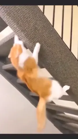 Maling Ikan No Jutsu😸#ninjacat #opening #naruto #ninja #shinobi #challenge #cats #memestiktok #kanaboonshillhouette #catmeme #funnymoments #cat #catfunny #catfunnyvideos #collab #narutoshippuden #funnymemes #funnycat #kucinglucu #kucingtiktok #anime #fyp #foryou #foryoupage #fypシ