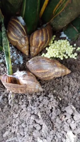 Olha o ninho de caramujos!!! #gloriadimello #olha #olhaisso #caramujo #ninho #natureza