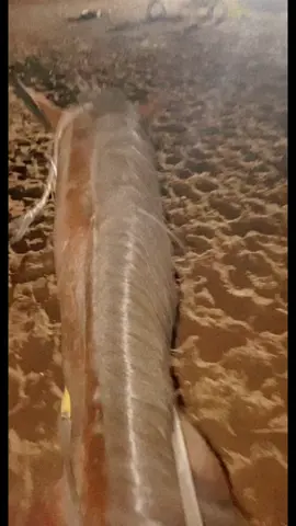 #fyp #fypシ #foryou #trend #explore #اكسبلور  🐎🐎.