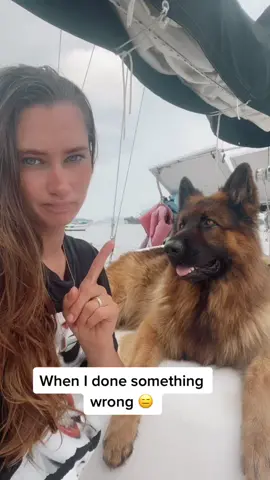 What did I done 😅 #germanshepherd #dogsoftiktok #wrong