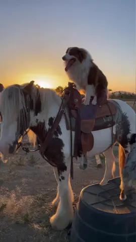 Having fun with the critters!Aussies are absolutely the coolest dogs ever. Their athletic ability, loyalty and intelligence sets them far apart. Props to my sweet Gypsy vanner as well. A gentler breed of horse doesn’t exist💜🦄💜#miniaussie #australianshepherd #puppy #puppiesoftiktok  #puppies #happiness #dog #dogsoftiktok  #dogs #pet #pet#PetsOfTikToketstagram #pets #fluffy #aussiepuppy #aussiesoftiktok #gypsycob #gypsyvanner #horse