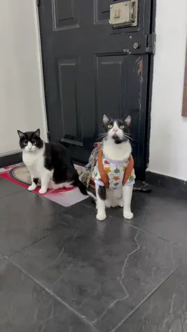 De visita a la tía #gatos #gatitos #mascotas #michis