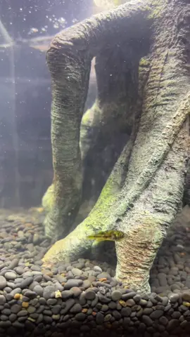 pea take bubble ride