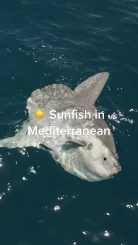 ☀️ SUNFISH in the MEDITERRANEAN SEAYesterday, I enjoyed a day at sea with a group of awesome people 🛥 While exploring the blue for life, we came across a white and grey patch flapping at the surface. It was a chilled out sunfish sunbathing! It was very welcoming and calm. We enjoyed the sunfish’s company for more than half an hour! It was the first time for most of us seeing a sunfish in the wild! An experience we will cherish for sure 🤩#sunfish #dji #drone #droneoftheday #dronevideo #dronelife #ocean #oceanlife #oceanlover #sea #sealife #mediterranean #costabrava #ilovecostabrava #palamos #sealovers #marinelife #fish #marineconservation #oceanconservation #wildlife #protectouroceans #savetheocean #oceansnation #nature #naturelovers @sonyalpha @scubadivingmag @oceana @padi @ocean.content @DJI @sealegacy1