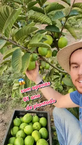 Aposto que você vai falar que é mentira! Mas este pé de goiaba esta com apenas 1 ano de plantado 🤗😍🙌Você acredita? 😁#plantio  #plantação  #agronegócio  #agronegocio  #agronomia  #agroétop  #goiaba  #terra  #agricultura  #adubação  #irrigação  #frutiferas  #fruticulturairrigada  #fruticultura  #frutasvermelhas  #frutas  #tailandesa  #agrobrasil  #agroétudo #turmadoagro #agrobrasil10 #agrobrasiloficial🚜🌱🇧🇷 #vidanaroça #vidanocampo #madeinroça #madeinroca #coisadaroca #producao #plantar