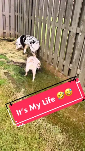 Does this look familiar to all you dog and pet owners?? 🤣🤷‍♂️ #duet #hadesjaznateadventures #MadewithKAContest #MINDORDERING #PerfectPrideMovement #ReadyForHell #theaussiefam #Cute #foryoupage #fyp #Goviral #fypシ #viral #liebe #teiubesc #share #follow #dogs #aussies #Love #mylife