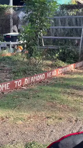 #garden #fyp #aesthetic