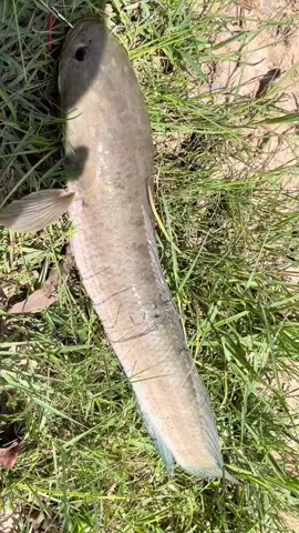 ជឿអត់៤គីឡូ😂