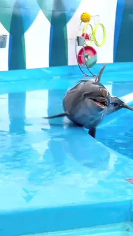 #เจ้าโลมา #แสนรู้ #น่ารัก #พัทยา #มาเที่ยวกันเถอะ