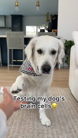 Turns out she has none😂 #bamboozled #foryour #attitude #funnydogs #dogsoftiktok