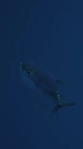 White tips on long sickles. I could watch these guys swimming for days! #yellowfintuna #yellowfin #tuna #atum  #spearfishing #pescasub #pescasubmarina