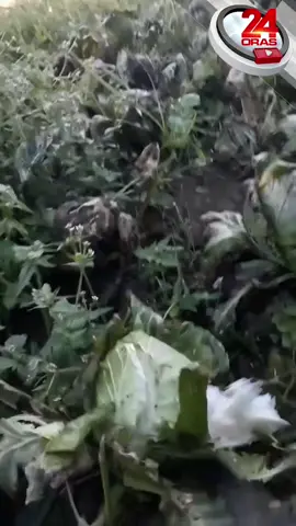 #MAGSASAKA ng #REPOLYO sa Benguet, sinira ang sariling pananim dahil sa sama ng loob matapos hindi makabenta #24Oras #GMANews #NewsPH #SocialNewsPH