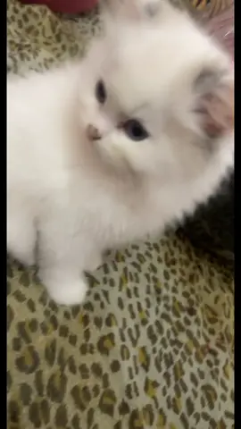 ابني☹️#يلي_حبها_قلبي_اليوم_مش_معي #دينوشكا #اكسبلور #شفوئي #باندا #لروحك_السلام #foryou #شفوئي