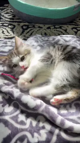 the cute aggression is too much to handle 😭 #cat #cats #adoptdontshop #catadoption #kitten #catlover #kittenadoption #babykitten #fyp
