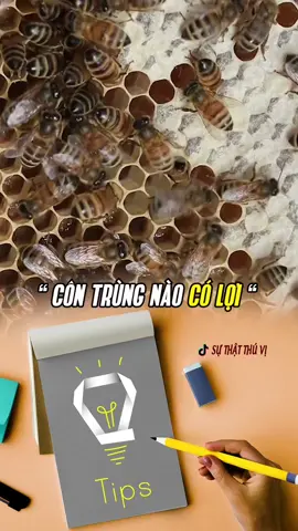 Loài côn trùng nào có lợi? Bạn có biết? #dietmoi#dietmuoi#contrung#botri#gian#dietkien#chomeo#dietchuot#xuhuong#meovat#meo #suthatthuvi#tiktokon