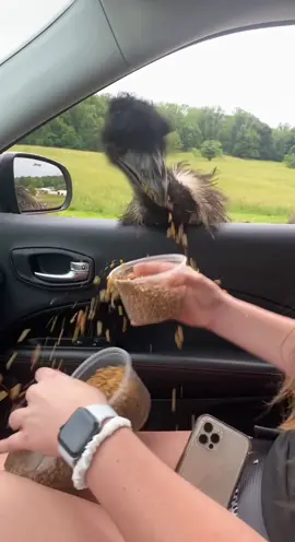 this is the funniest shit i’ve ever witnessed. #foryou #drivethroughsafari #MakeASplash