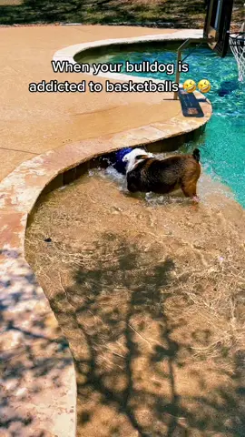LOL we love him. #fypシ #dogs #bulldogs #xyzbca #Summer