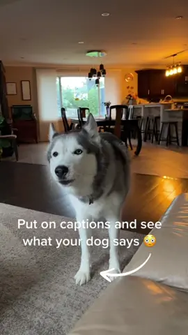 #OhNo #huskytalk #doessheknow #dark #captions #dogtranslator #husky #dramatichusky #huskiesoftiktok #doggo #dogsofttiktok #fyp #foryoupage #funny #huskylove